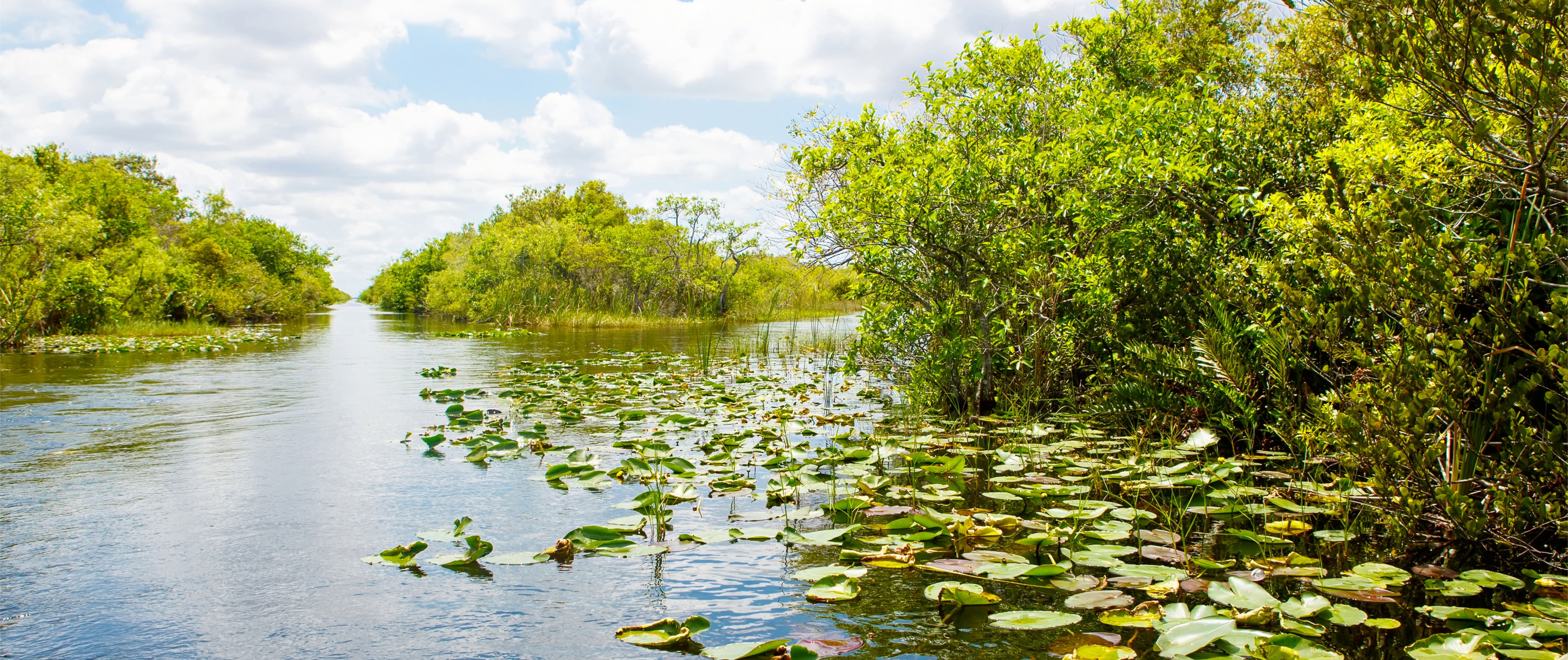 Florida Everglades